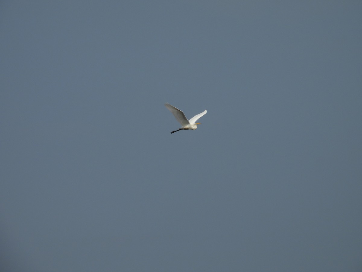 Great Egret - ML641723090