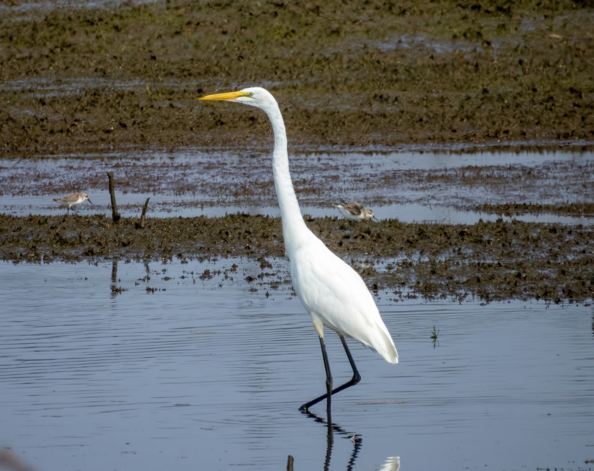 Great Egret - ML641723091