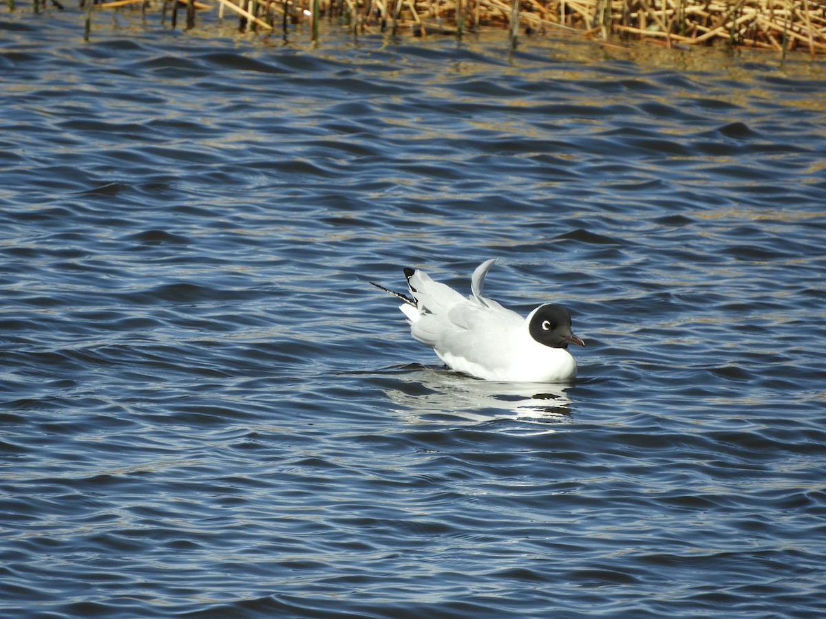 Andean Gull - ML641723148