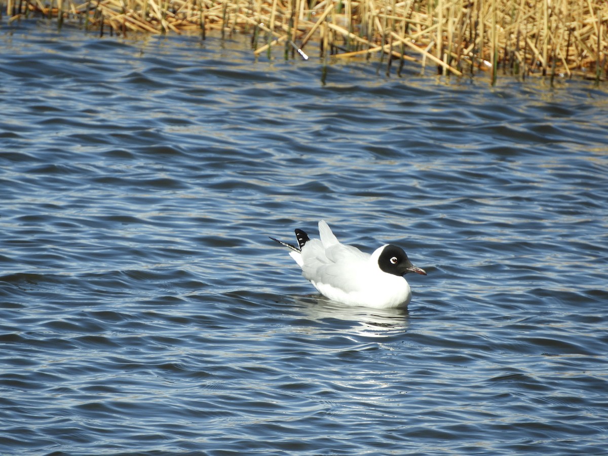 Andean Gull - ML641723149