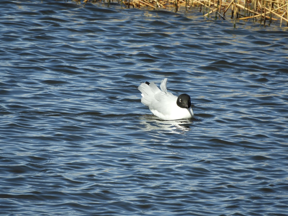 Andean Gull - ML641723150