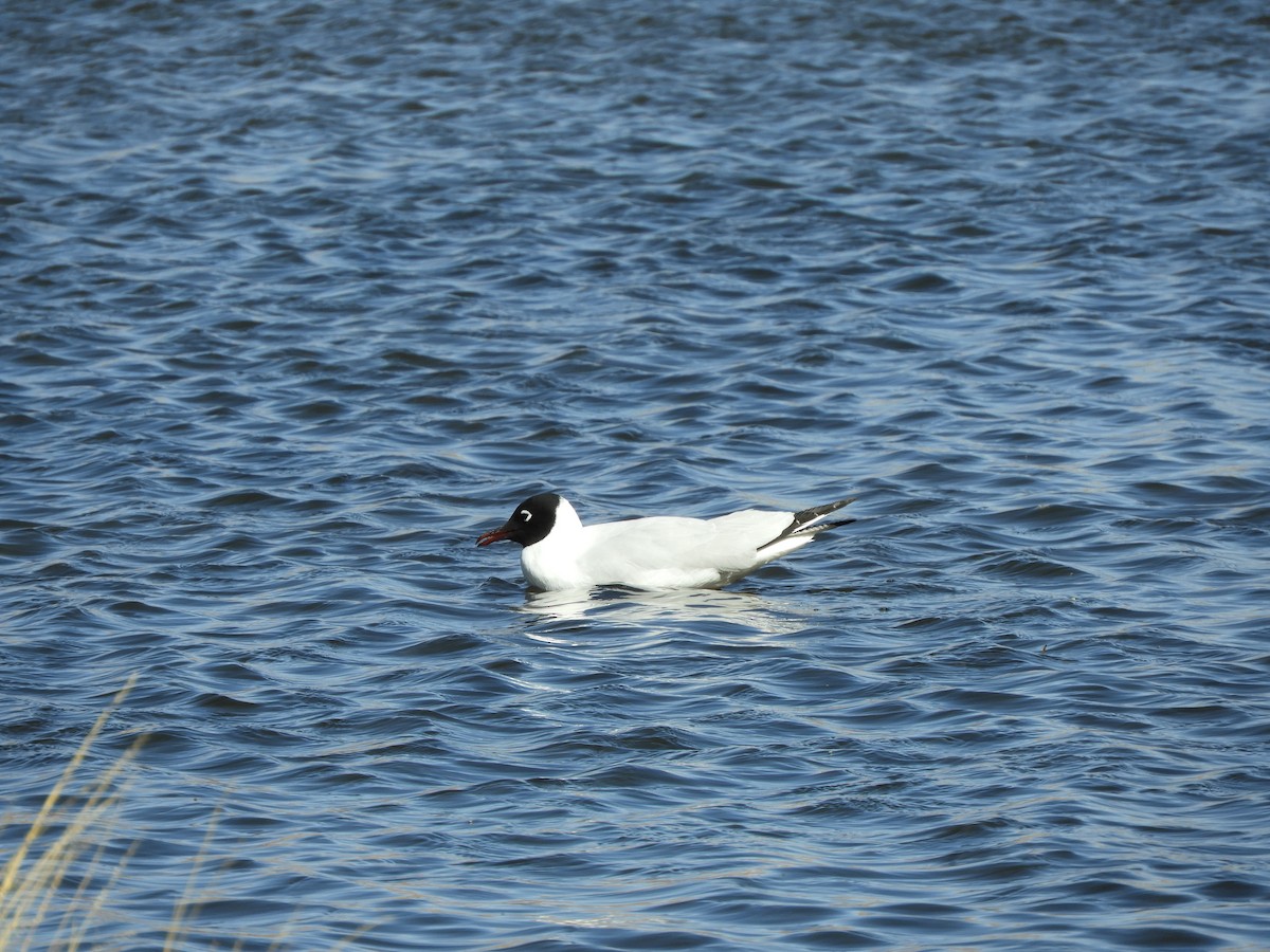 Andean Gull - ML641723151