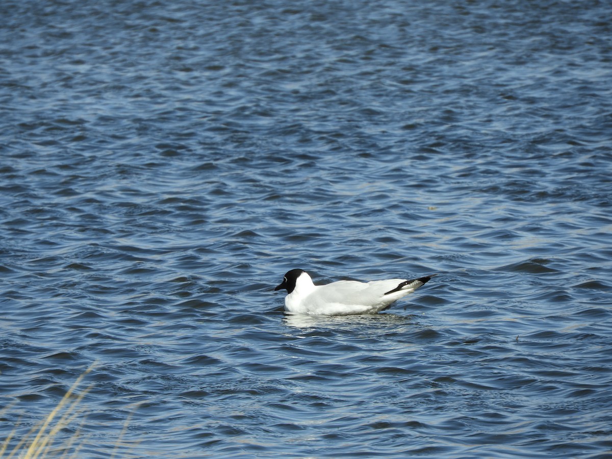 Andean Gull - ML641723152