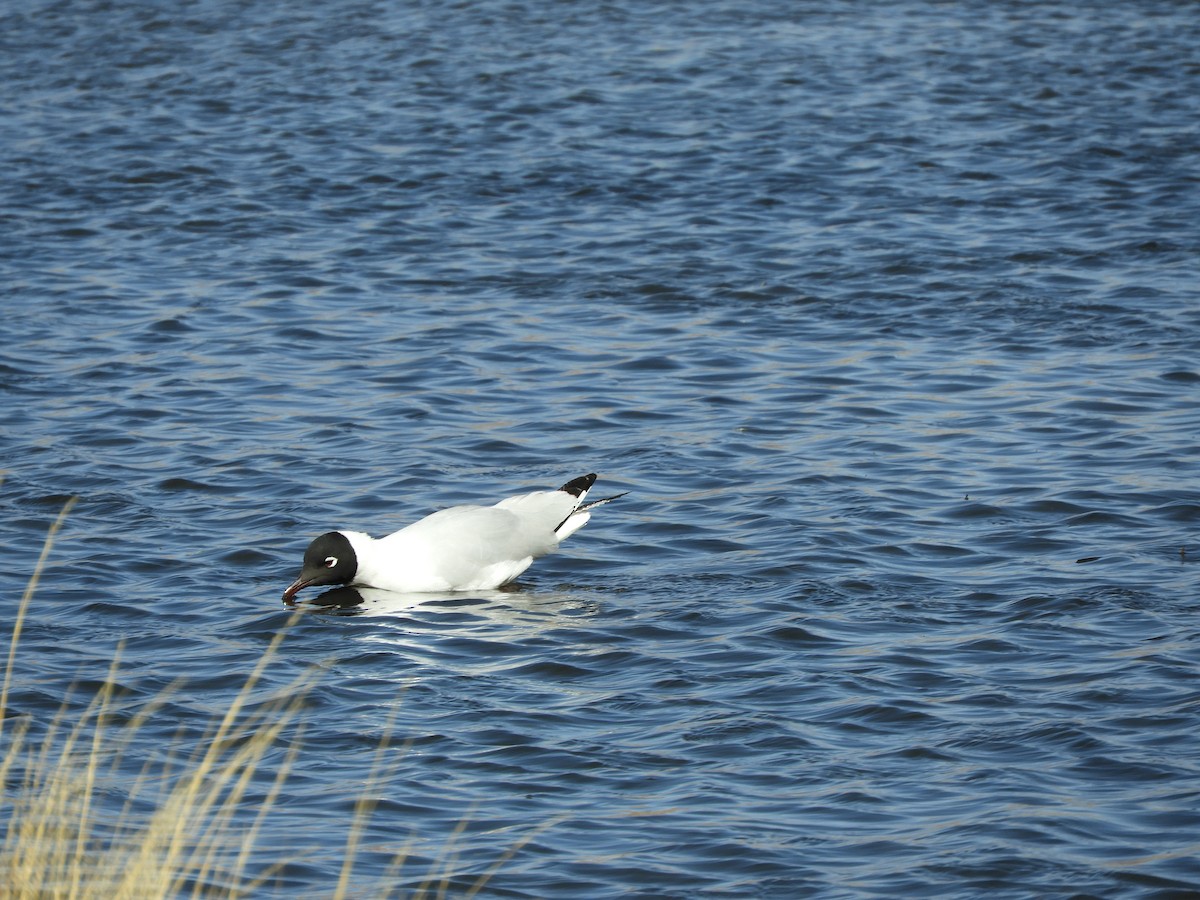 Andean Gull - ML641723153