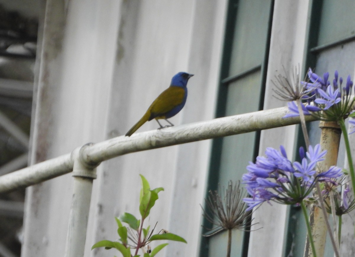 Blue-capped Tanager - ML641723188