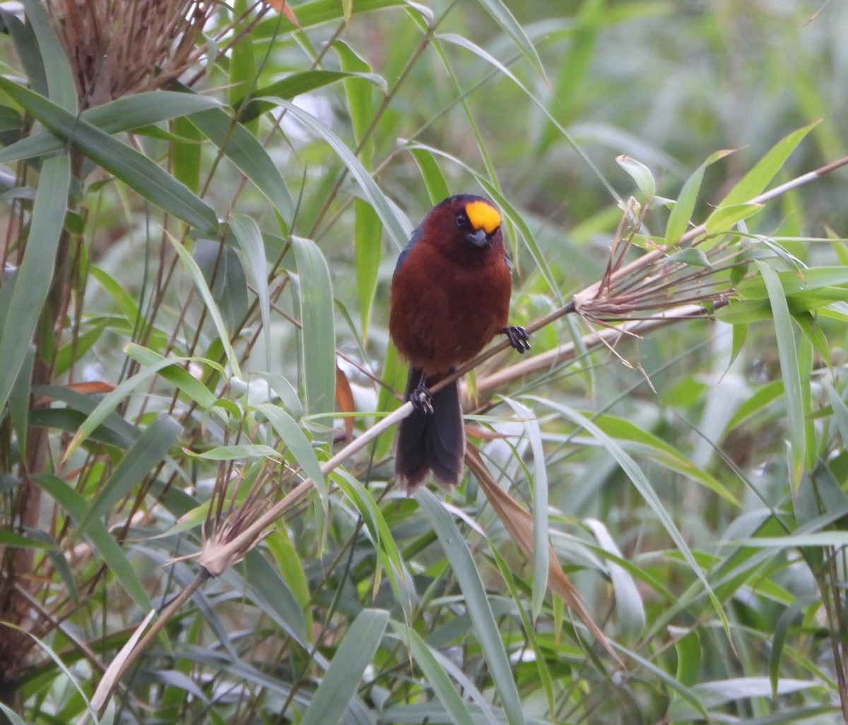 ズキンコウカンチョウ - ML641723194