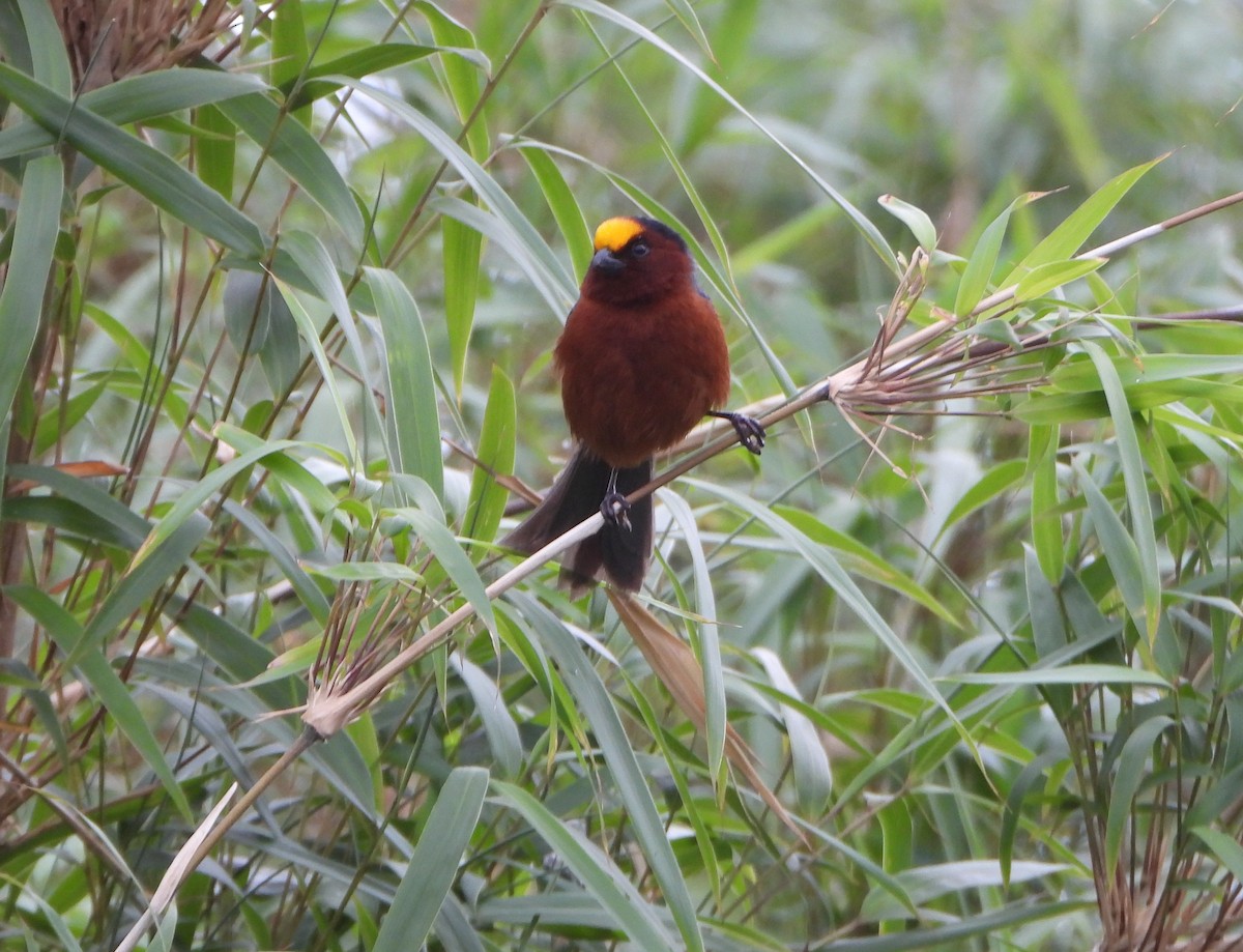 ズキンコウカンチョウ - ML641723195
