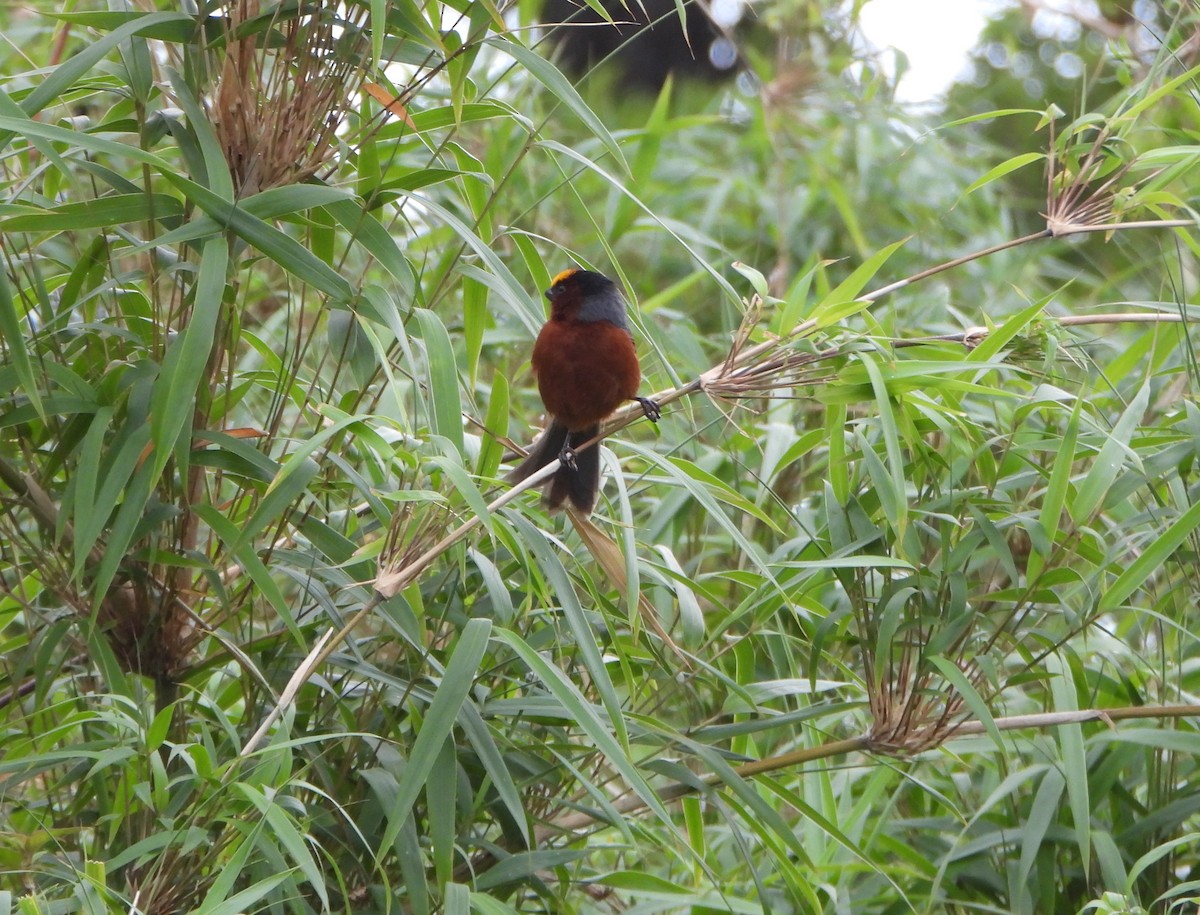 ズキンコウカンチョウ - ML641723198