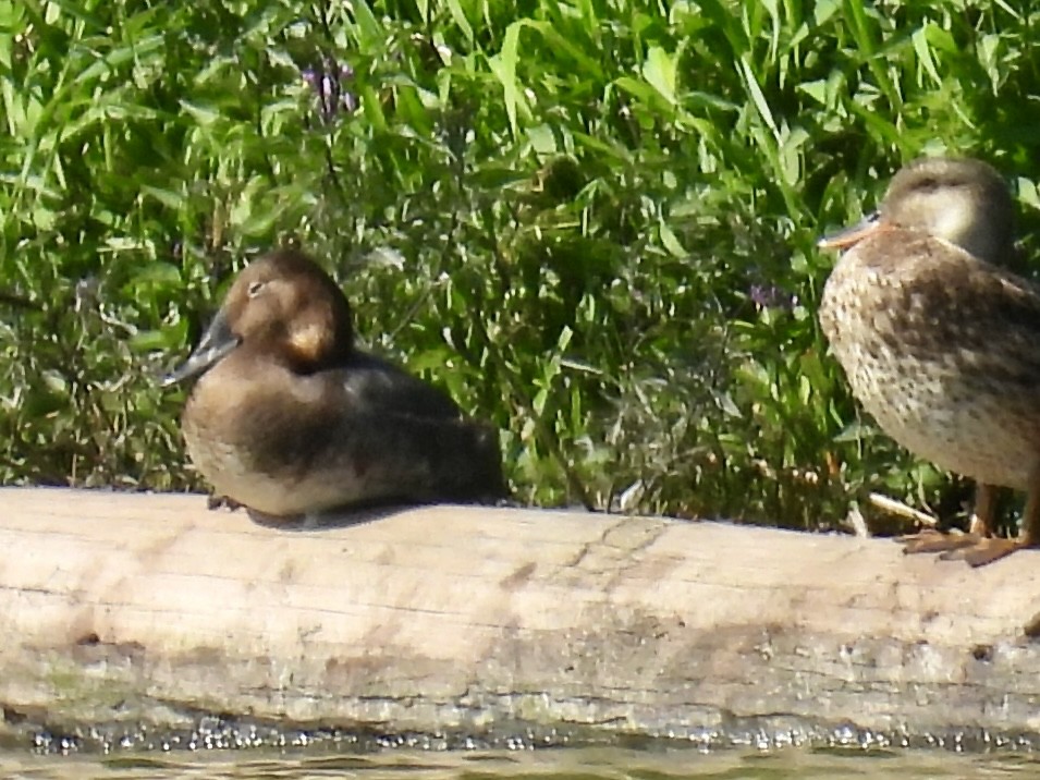 Canvasback - ML641723207