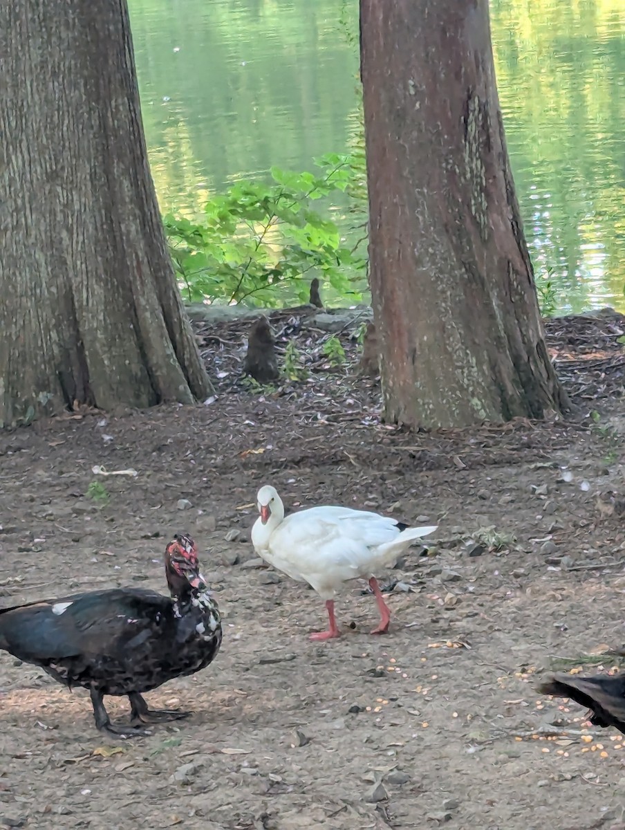 Ross's Goose - ML641723233