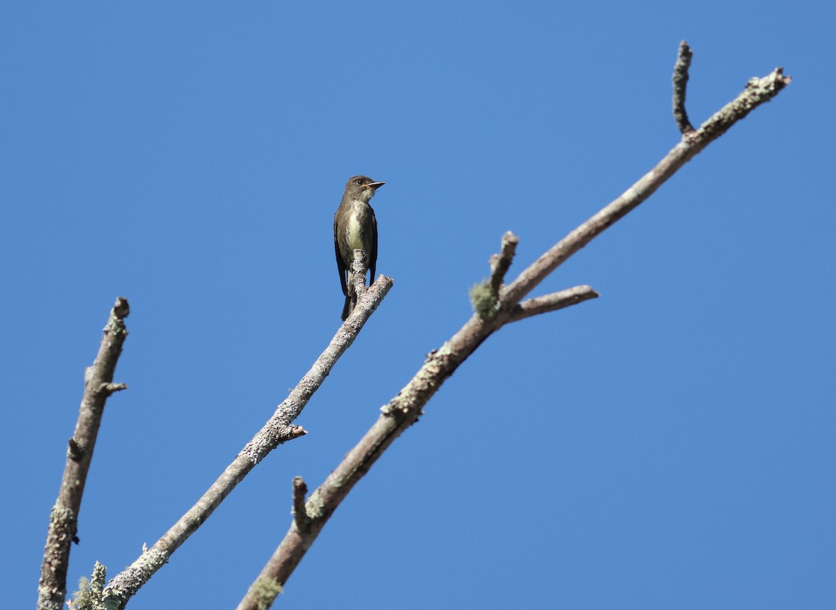 Olive-sided Flycatcher - ML641723251