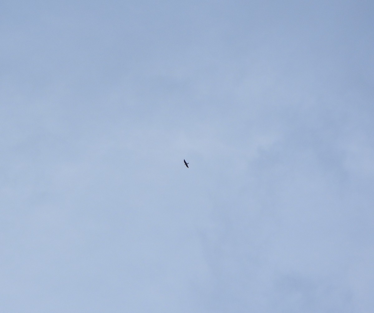 Aplomado Falcon - ML641723311