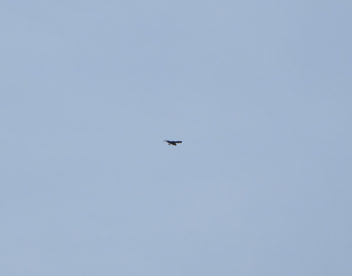 Aplomado Falcon - ML641723312