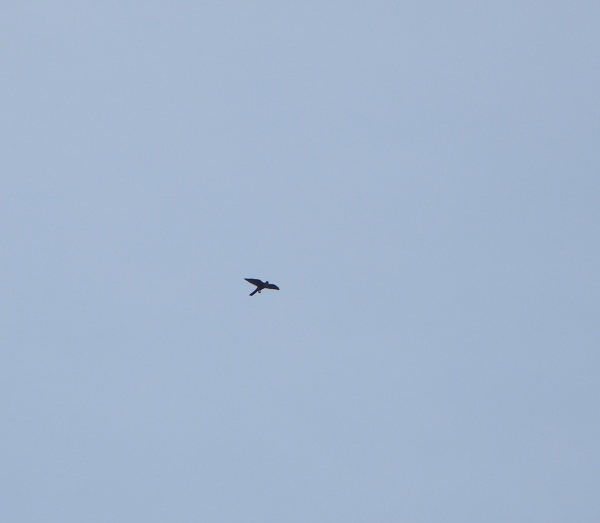 Aplomado Falcon - ML641723313