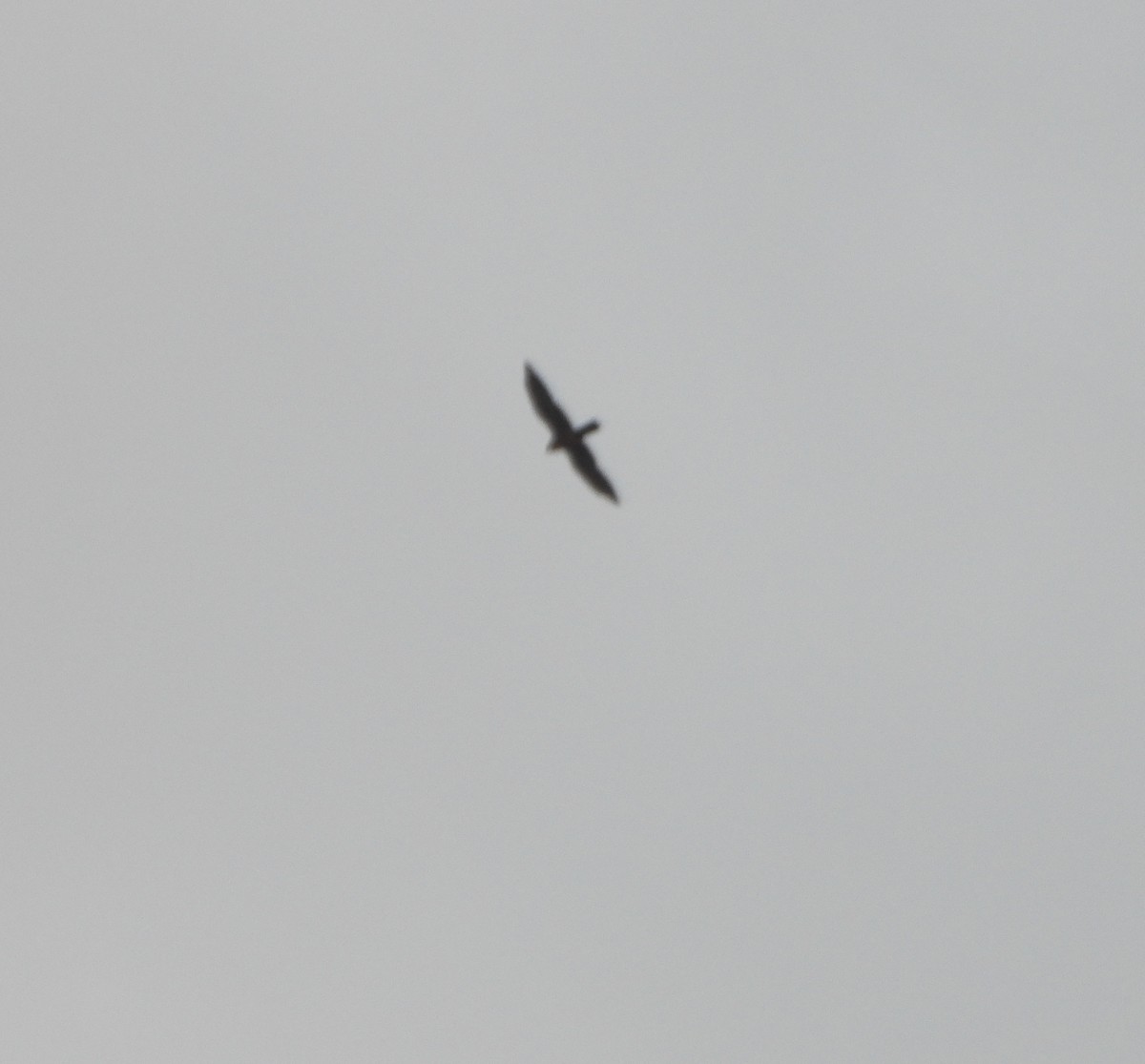 Aplomado Falcon - ML641723314