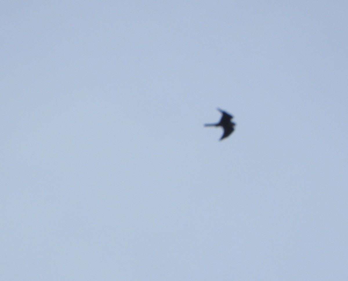 Aplomado Falcon - ML641723315