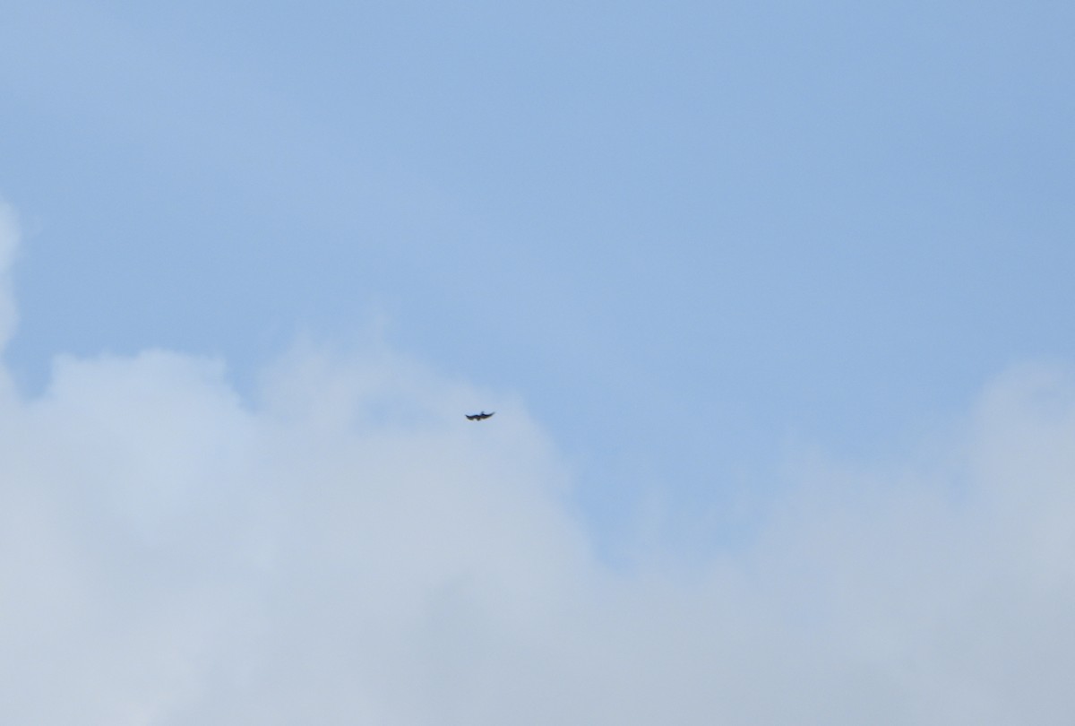 Aplomado Falcon - ML641723316