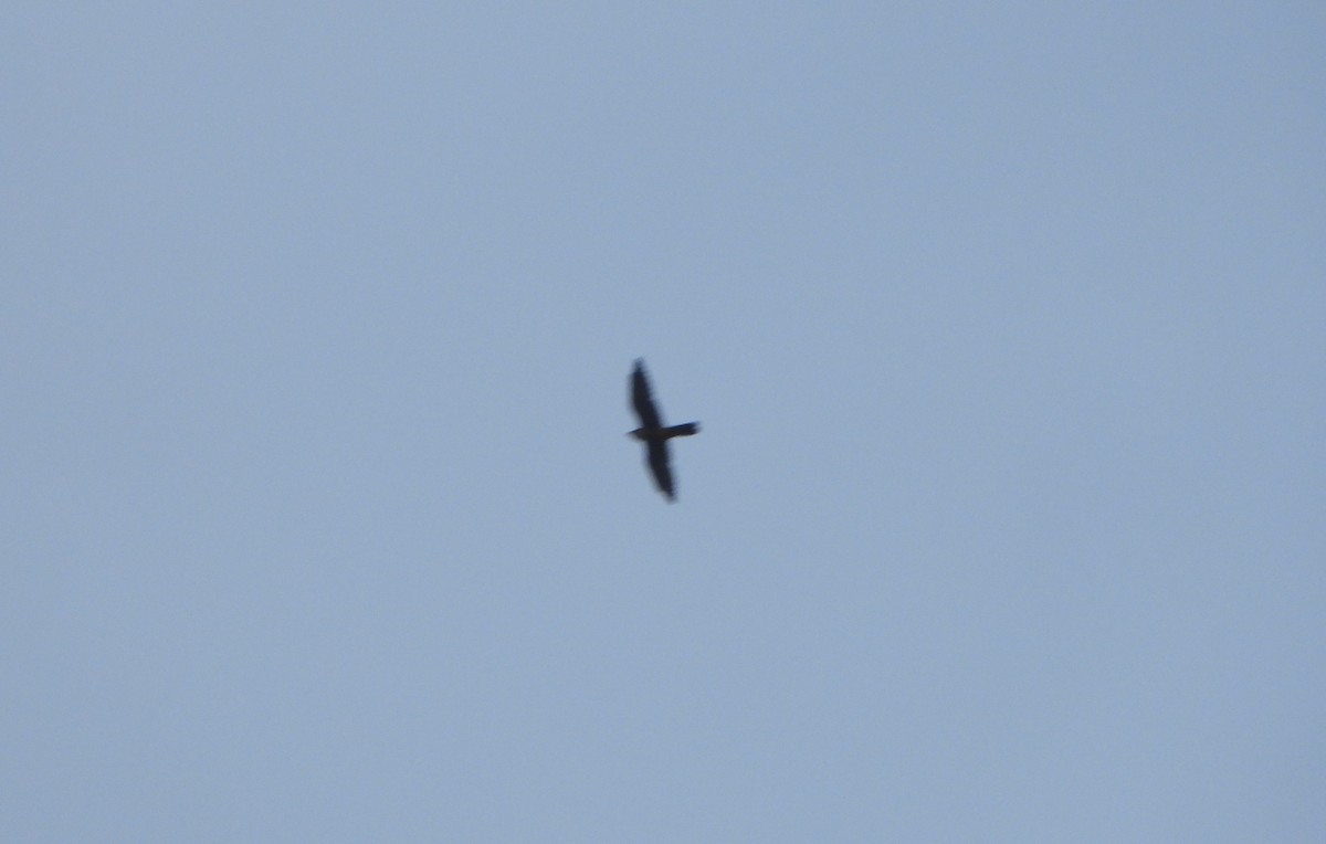 Aplomado Falcon - ML641723318