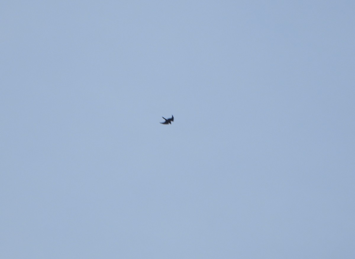 Aplomado Falcon - ML641723319