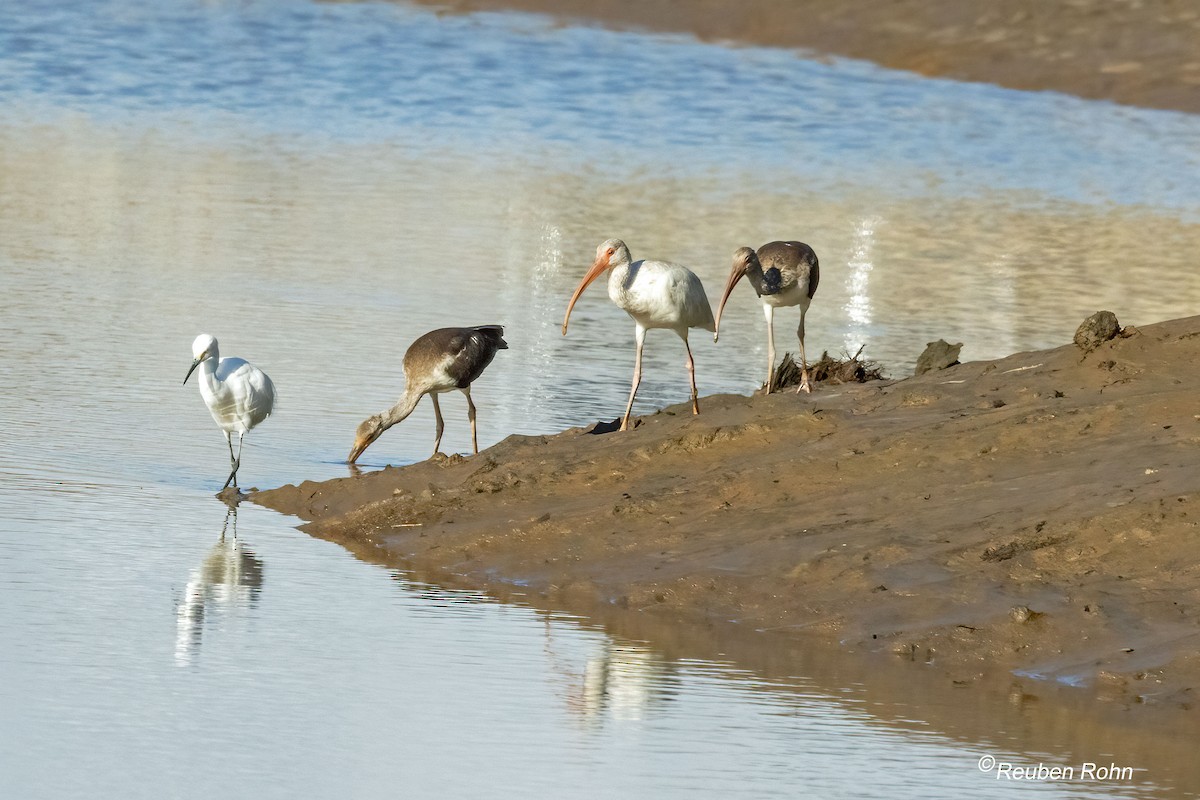 White Ibis - ML641723377
