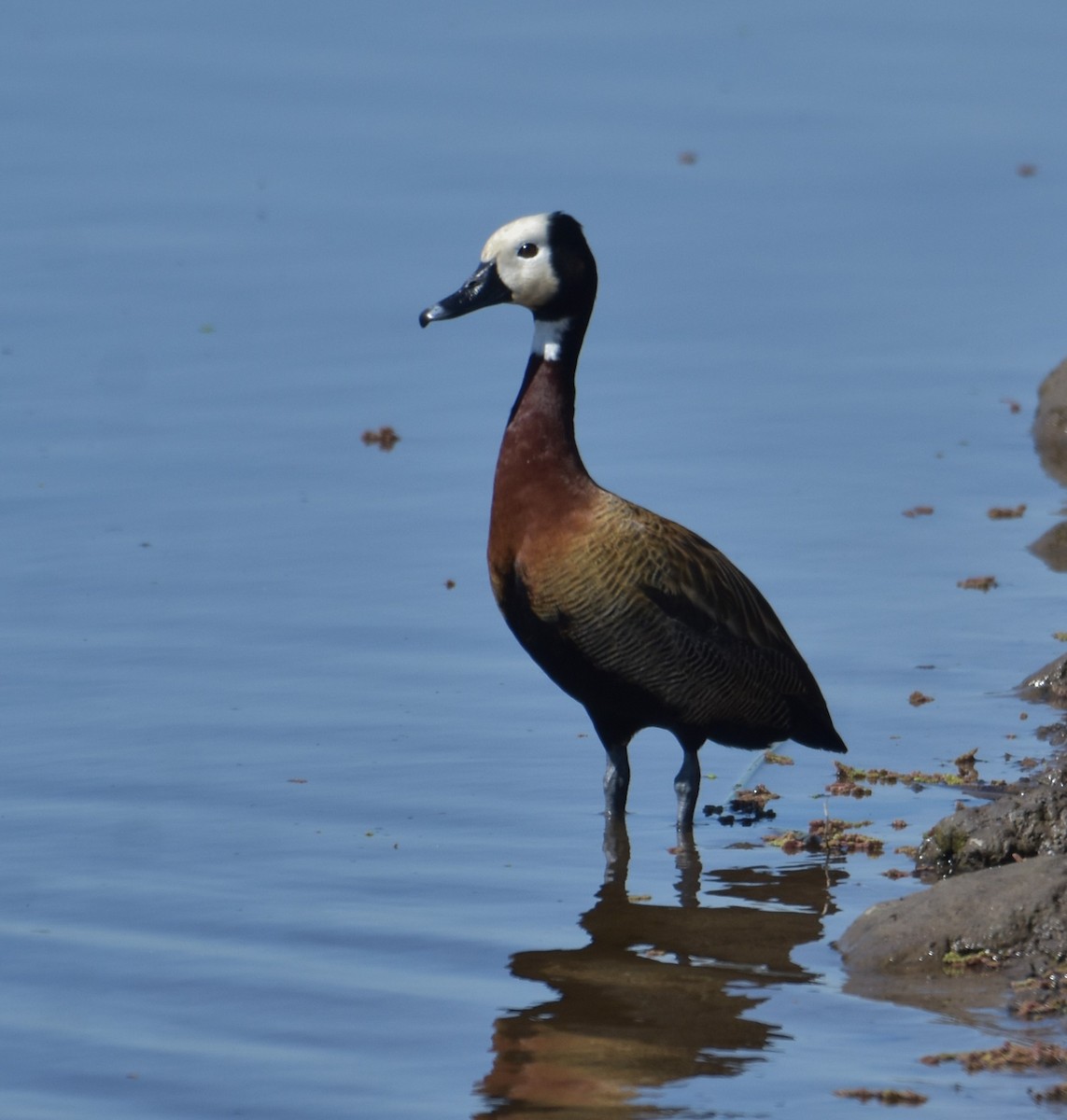 Dendrocygne veuf - ML641723378