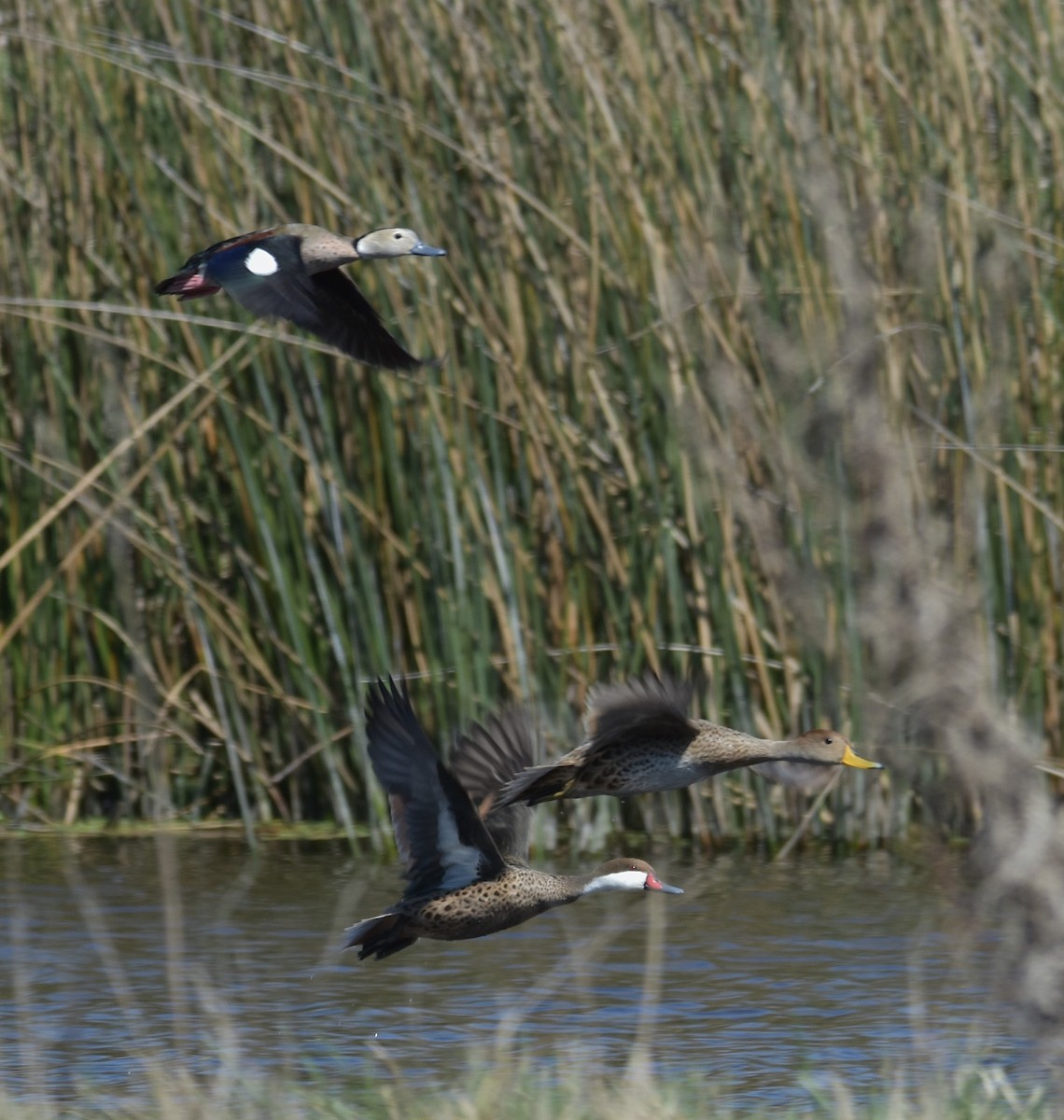 Ringed Teal - ML641723389