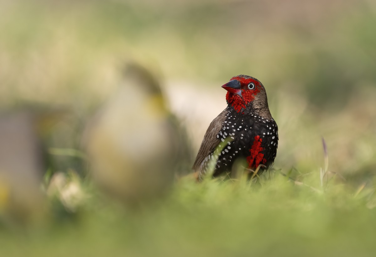 Painted Firetail - ML641723395
