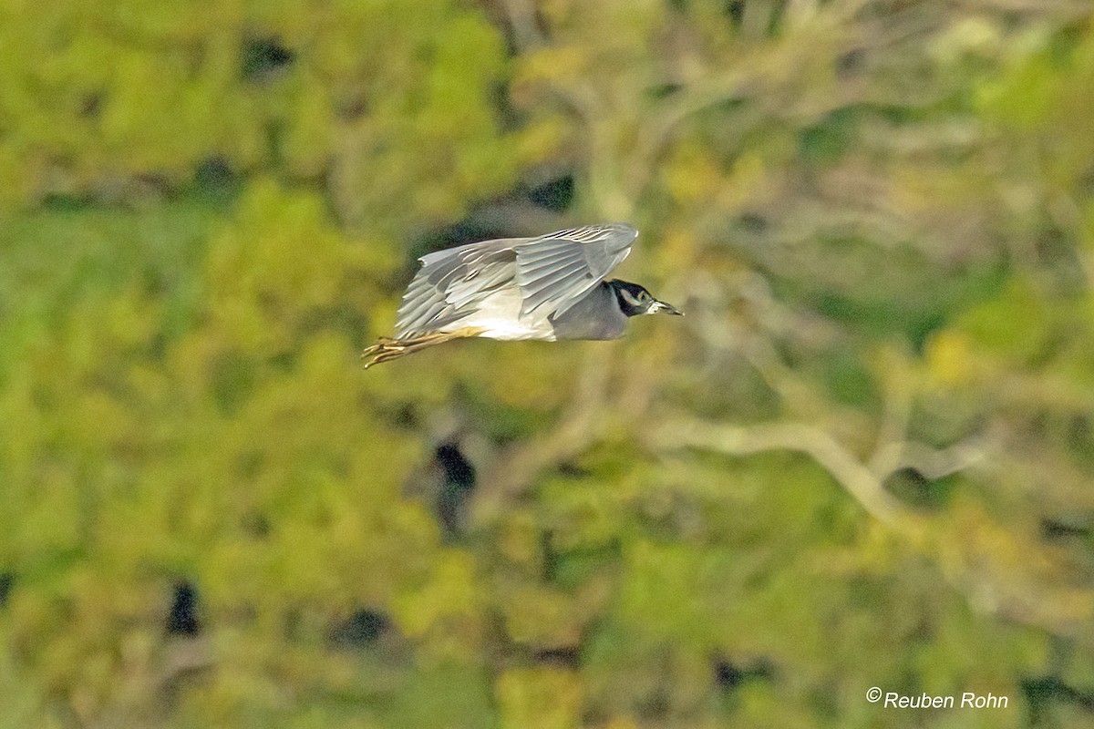 Yellow-crowned Night Heron - ML641723416