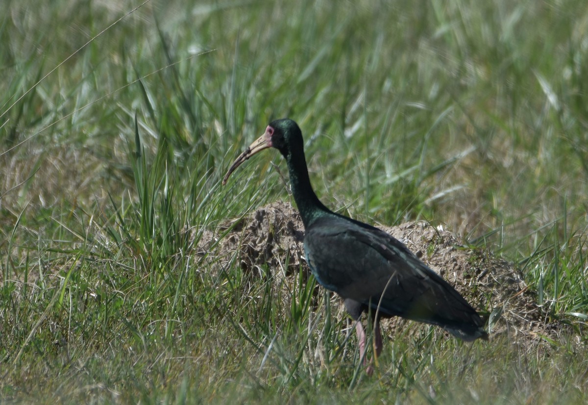 Bare-faced Ibis - ML641723453
