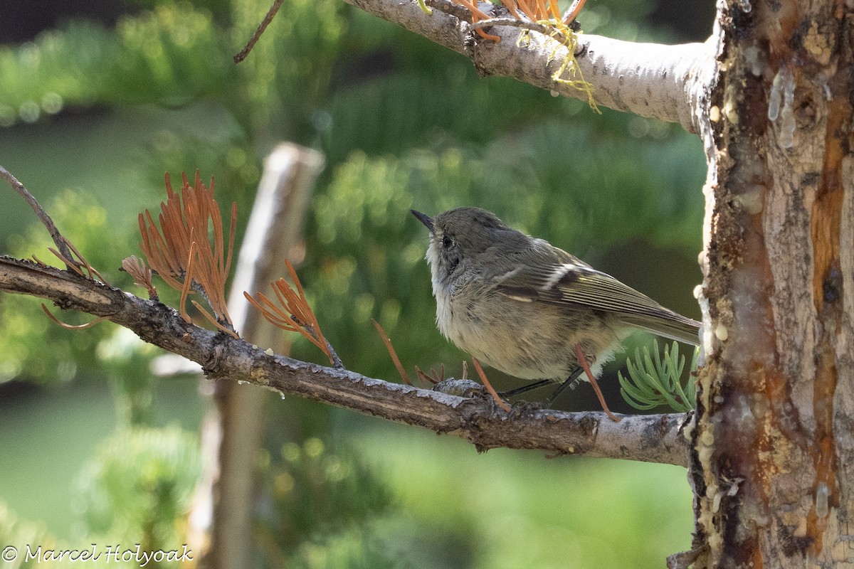 Ruby-crowned Kinglet - ML641723464