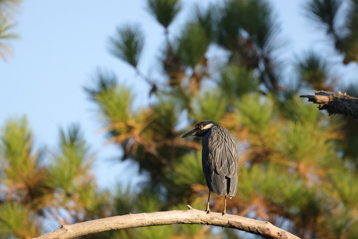 Yellow-crowned Night Heron - ML641723500