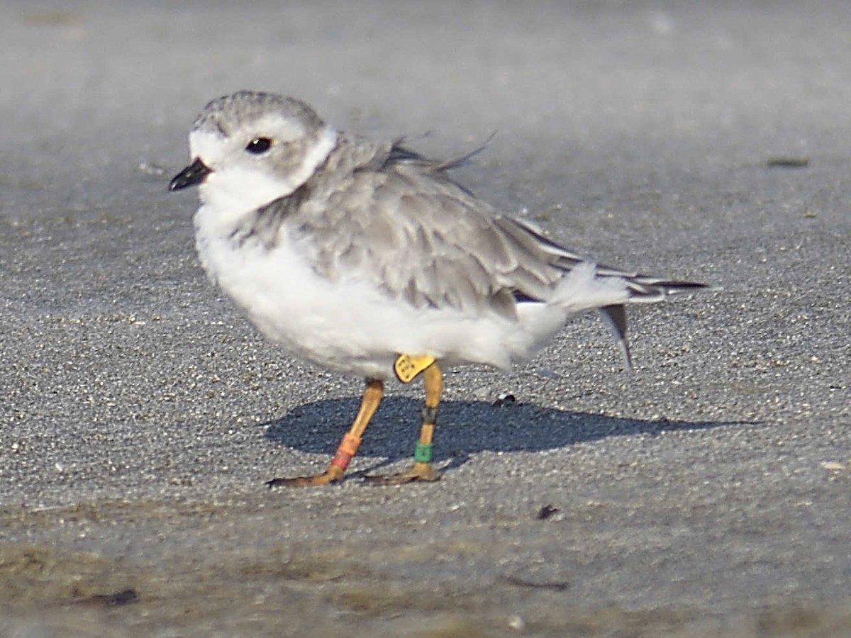 Piping Plover - ML641723523