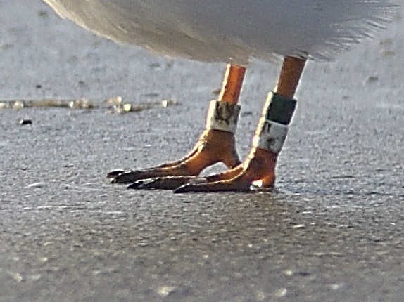 Piping Plover - ML641723524