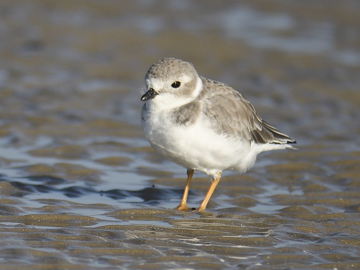 Piping Plover - ML641723525