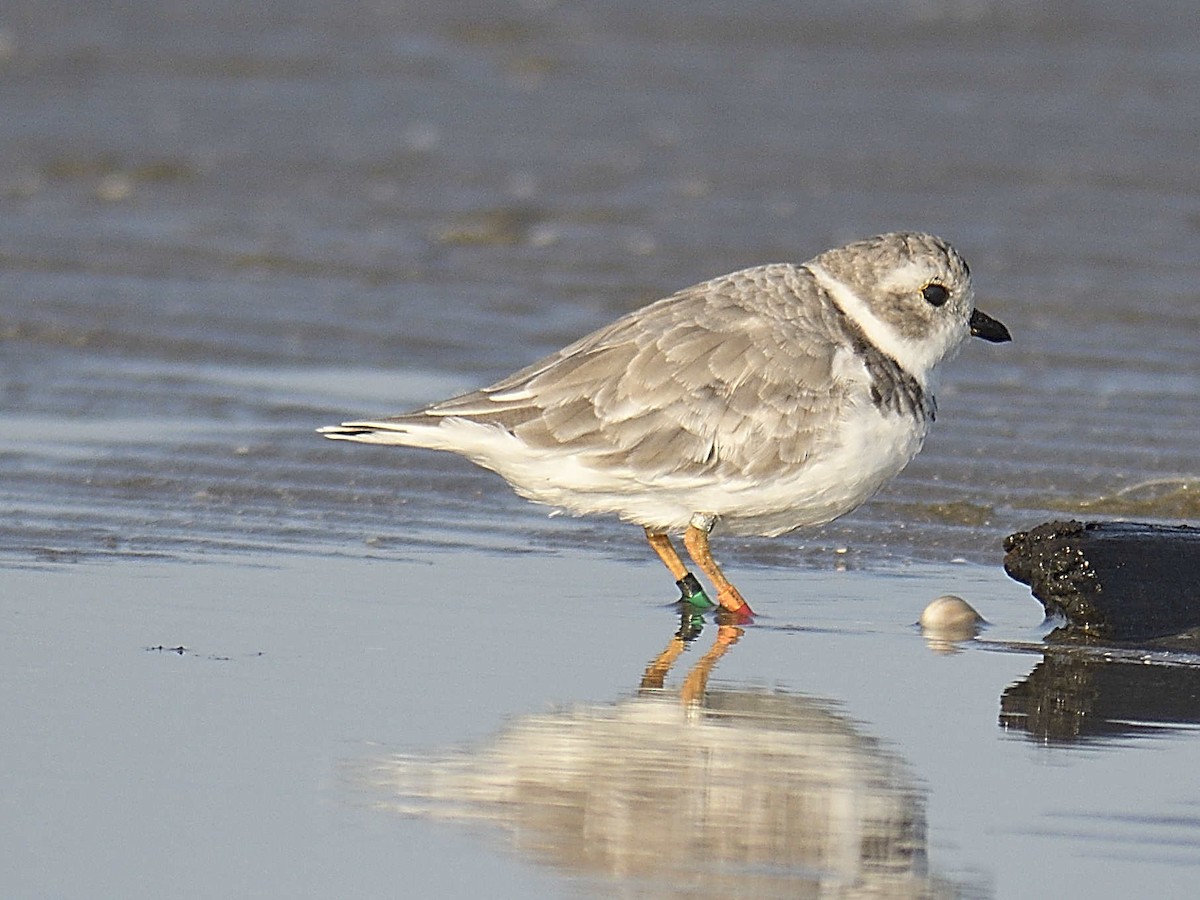 Piping Plover - ML641723526