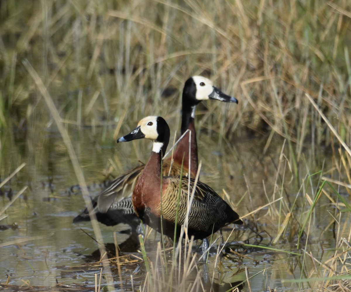 Dendrocygne veuf - ML641723532