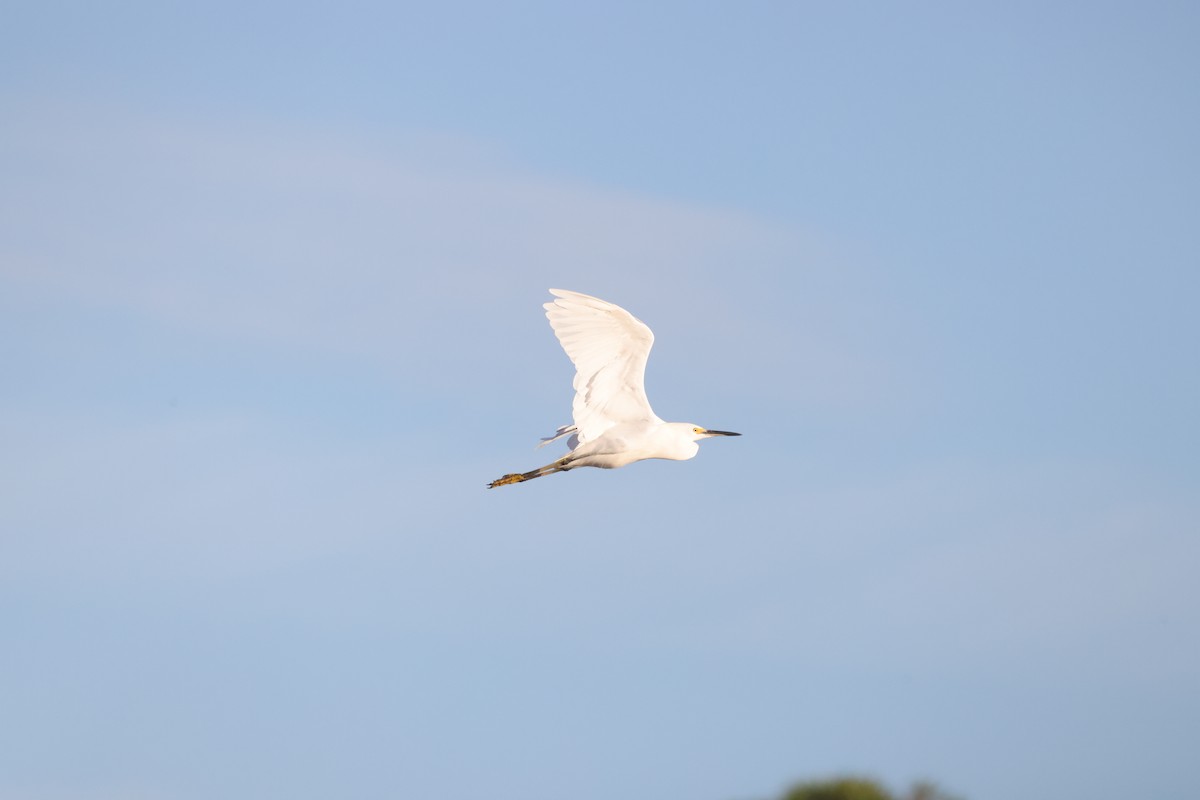 Snowy Egret - ML641723543