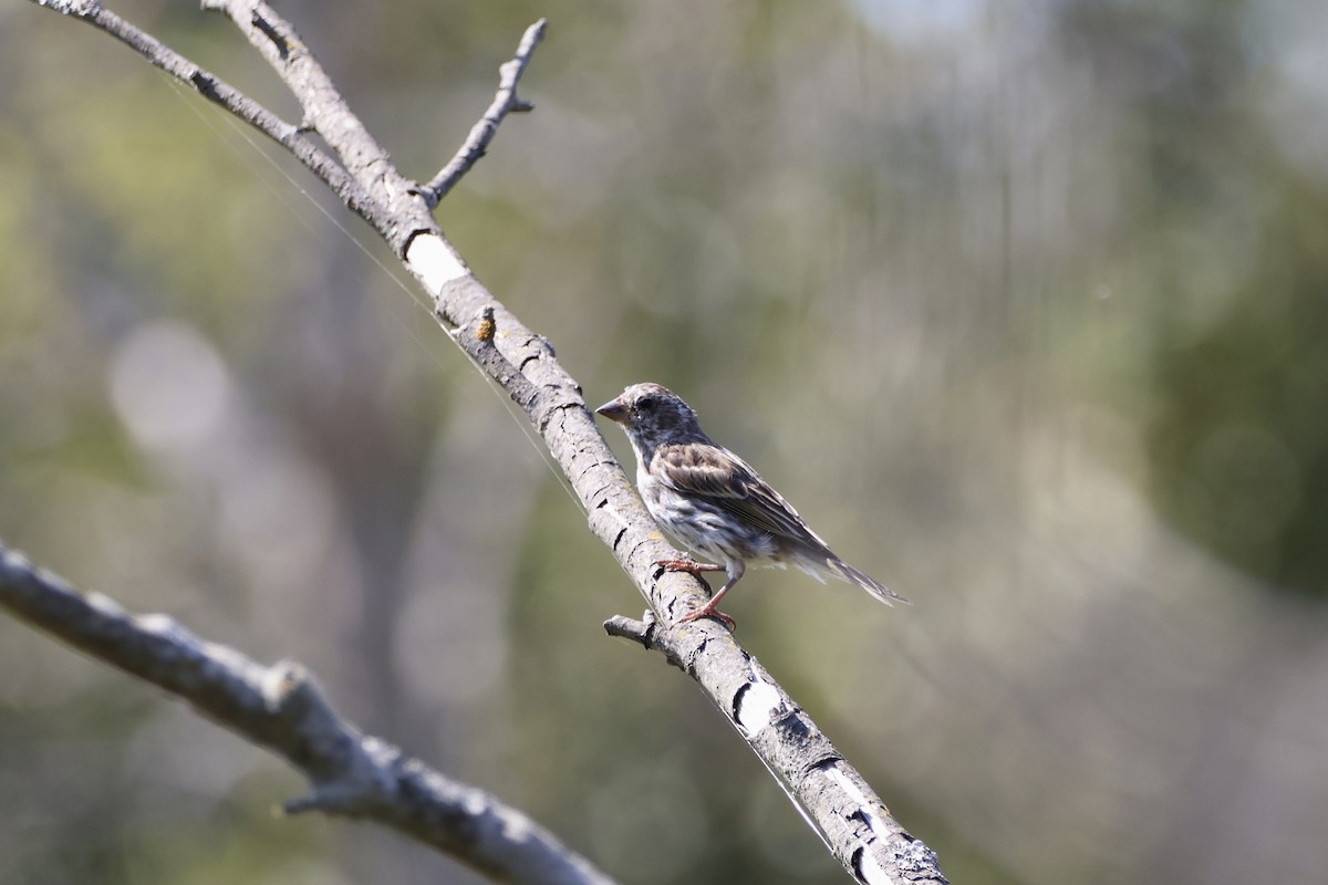 Purple Finch - ML641723547