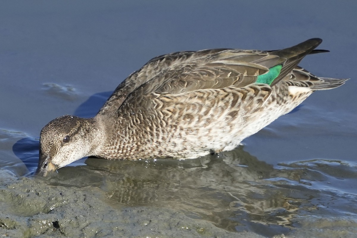 Green-winged Teal - ML641723569