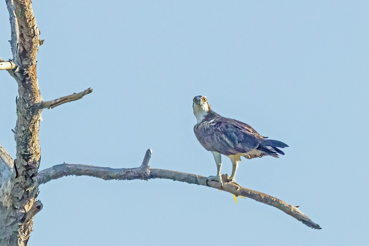 Osprey (American) - ML641723611