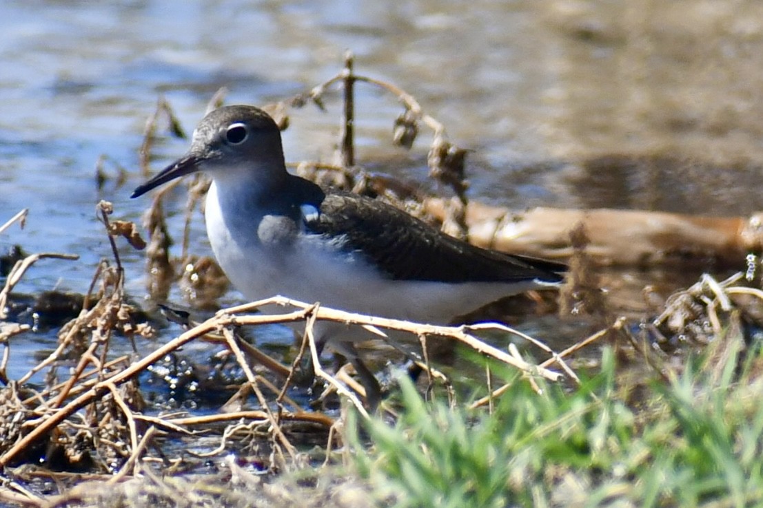 Spotted Sandpiper - ML641723617