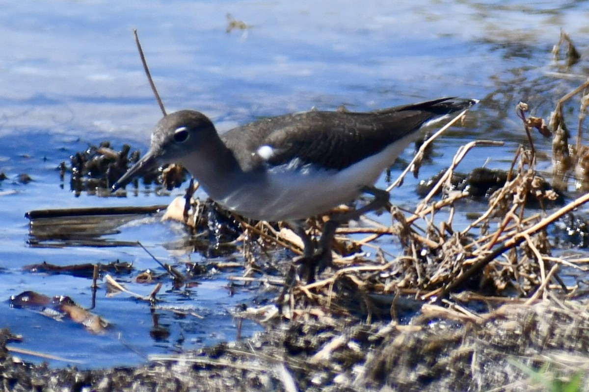 Spotted Sandpiper - ML641723618