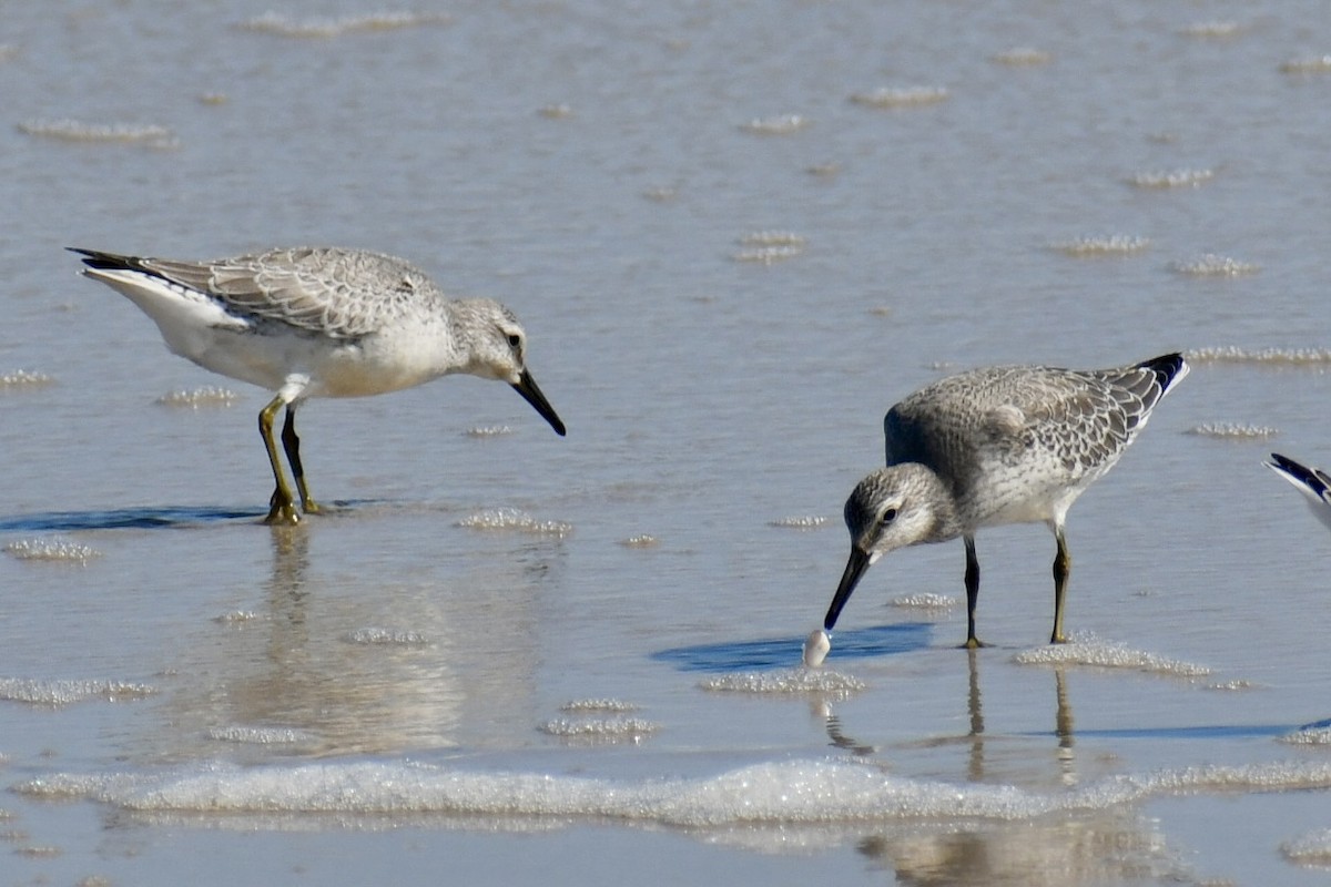 Red Knot - ML641723628