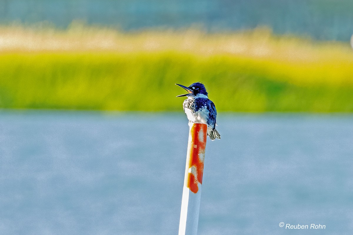 Belted Kingfisher - ML641723635
