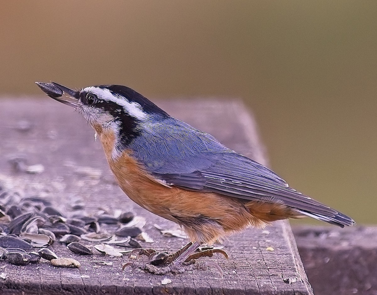 Red-breasted Nuthatch - ML641723637