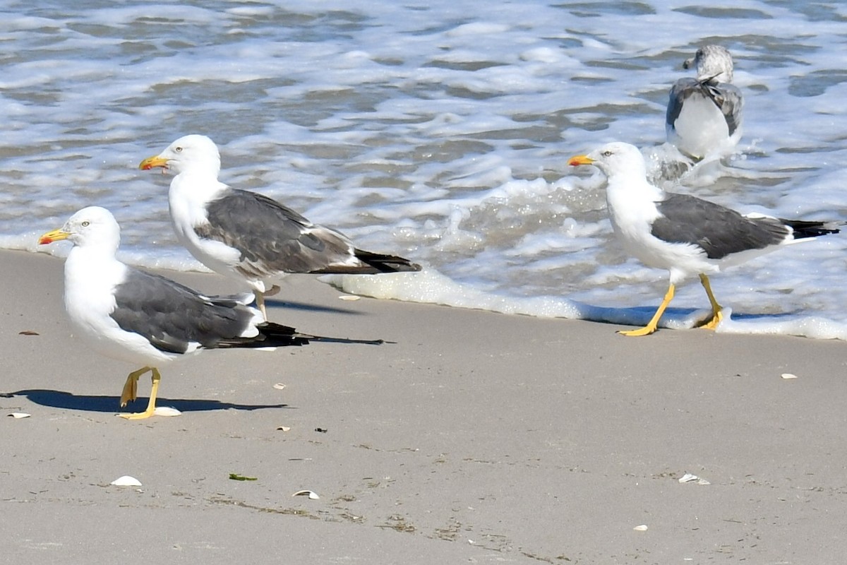 Lesser Black-backed Gull - ML641723661