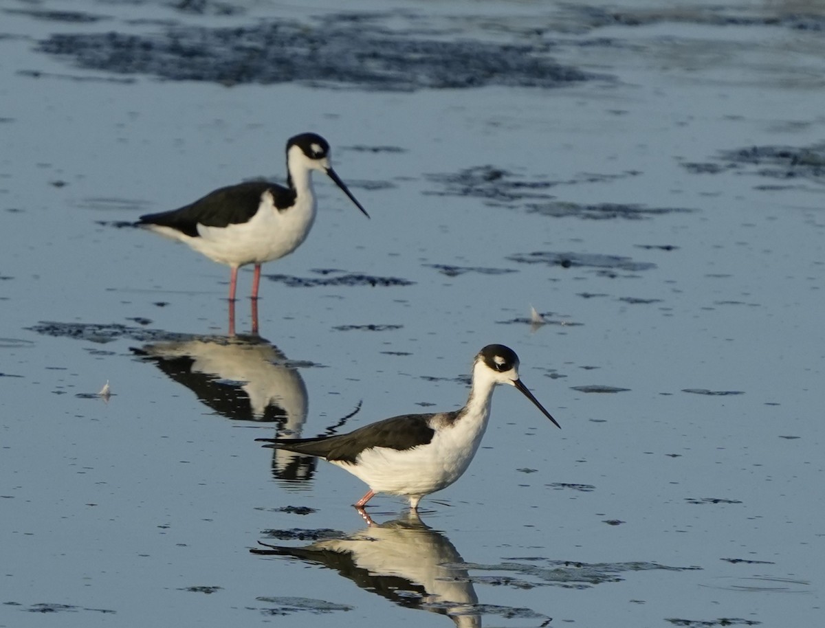 Black-necked Stilt - ML641723665