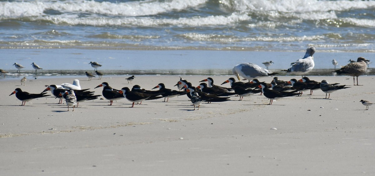 Black Skimmer - ML641723668