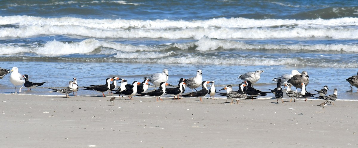 Black Skimmer - ML641723669