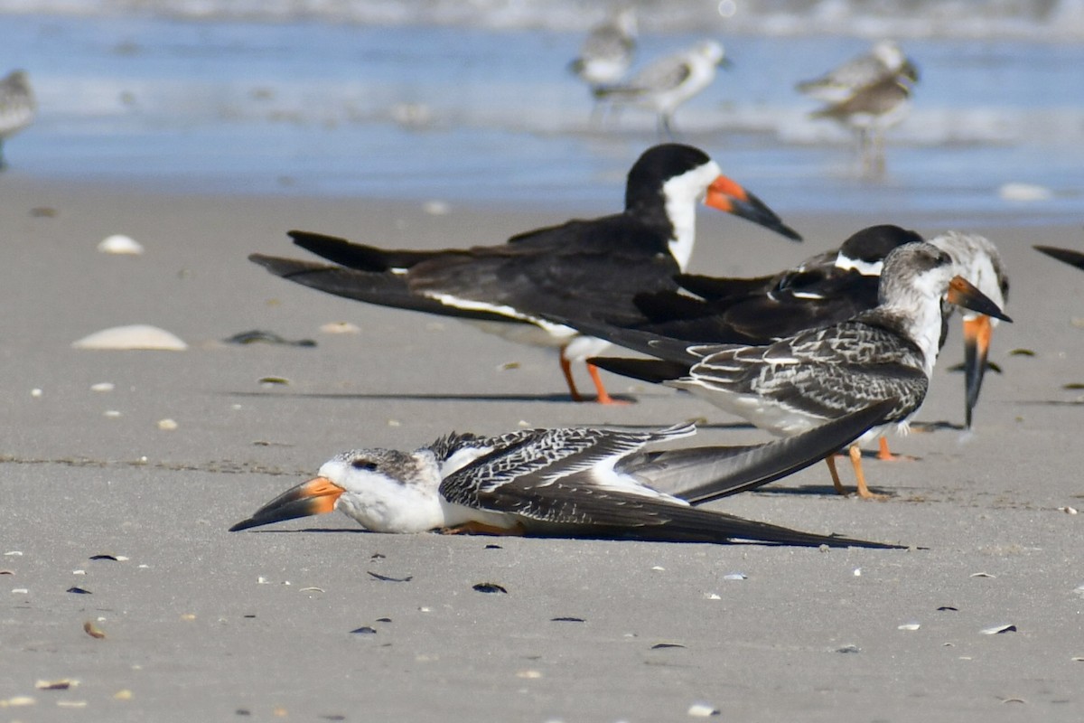 Black Skimmer - ML641723670